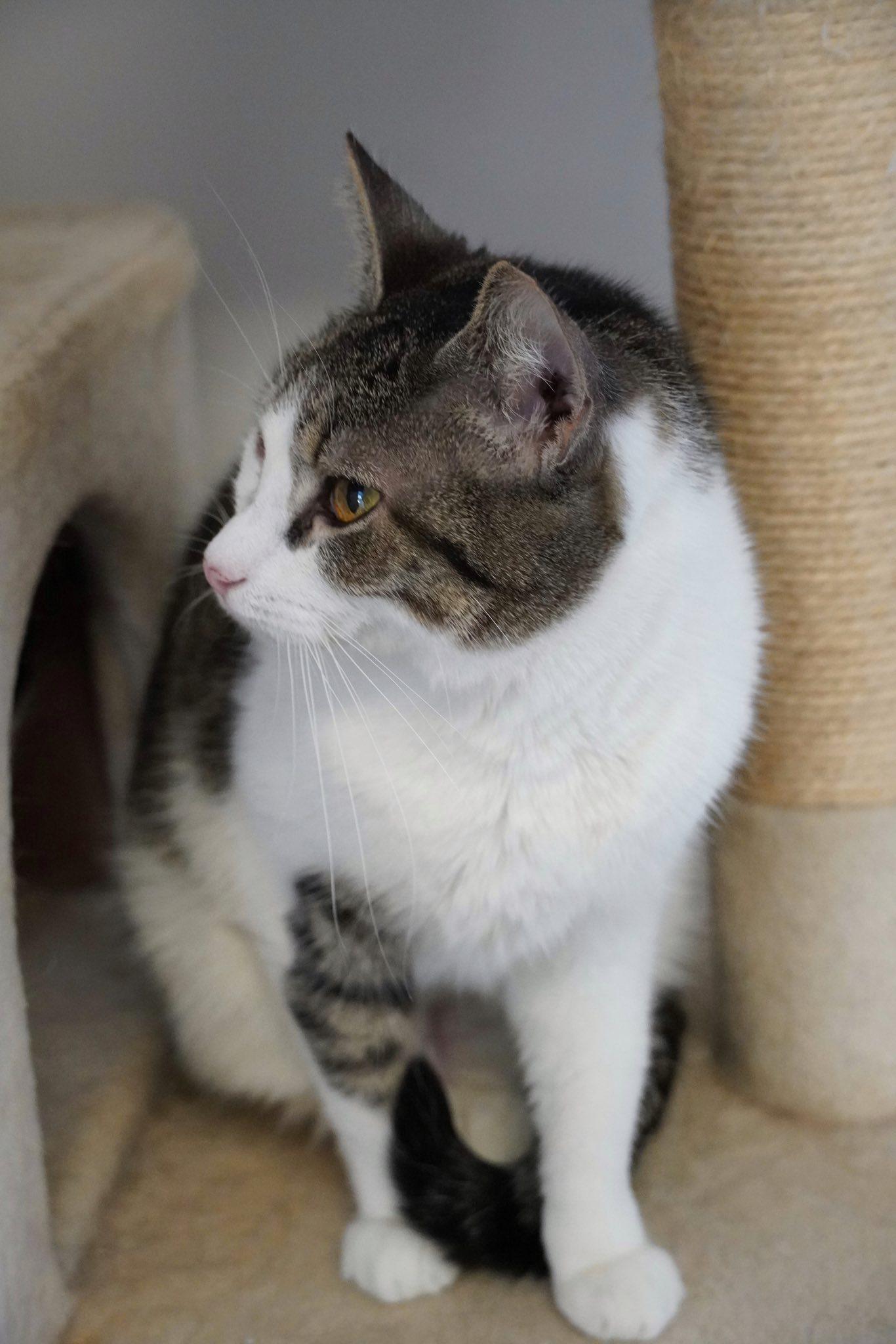 Enlarge Asra, an adopted Domestic Short Hair in Hershey, PA image 6/6