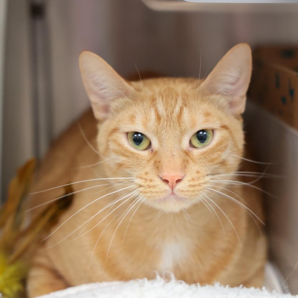 Simba, Adoptable, Adult Male Domestic Short Hair.