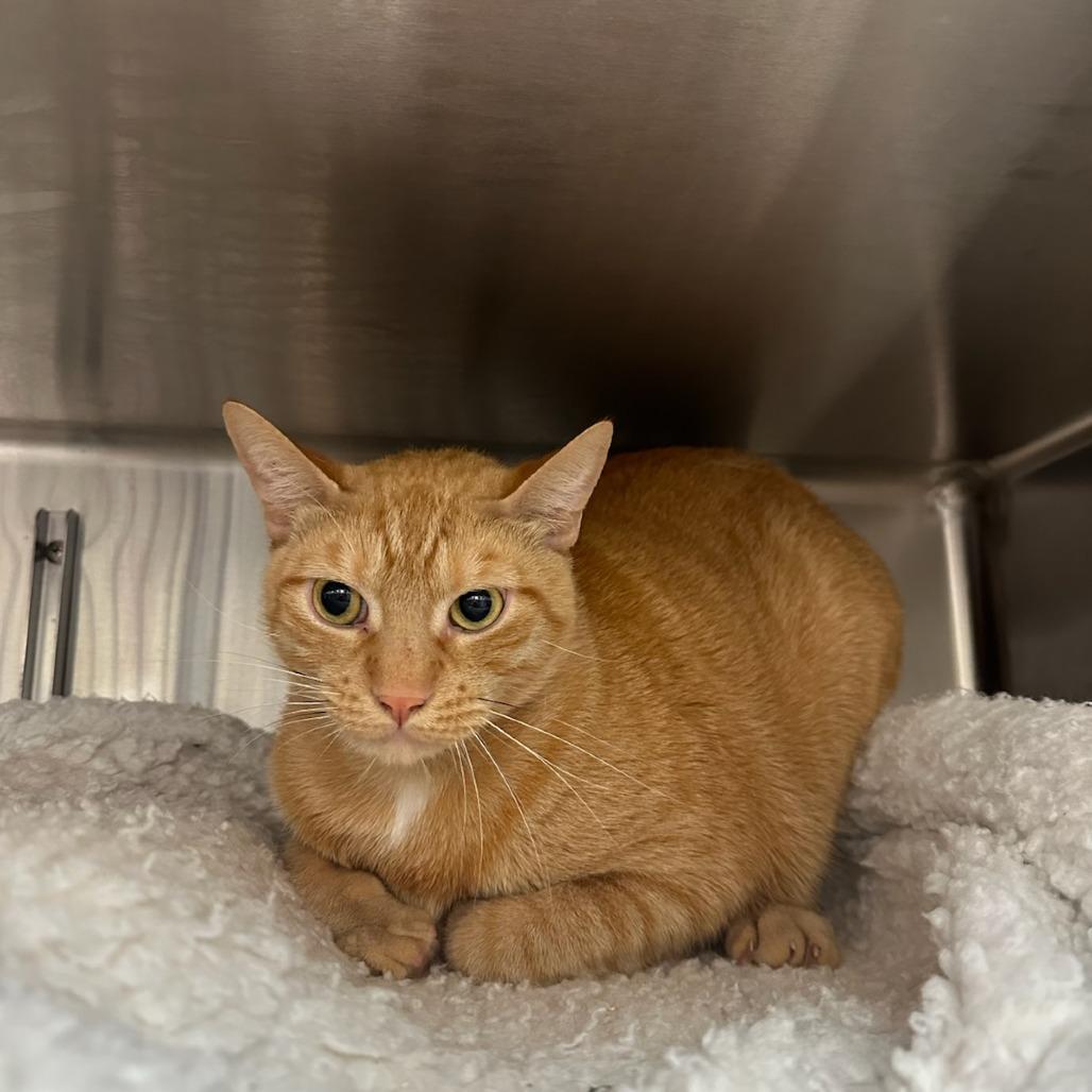 Enlarge Simba, a Adoptable Domestic Short Hair in Santa Barbara, CA image 3/3