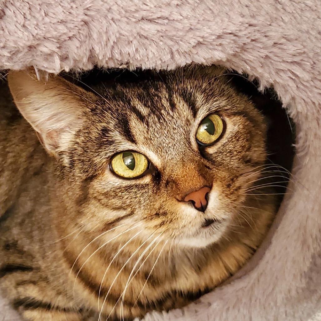 Lily, Adoptable, Senior Female Domestic Short Hair.