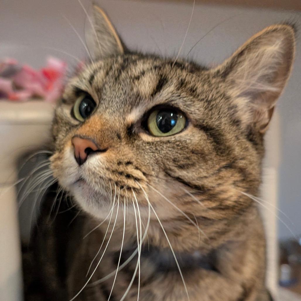 Lily, Adoptable, Senior Female Domestic Short Hair.