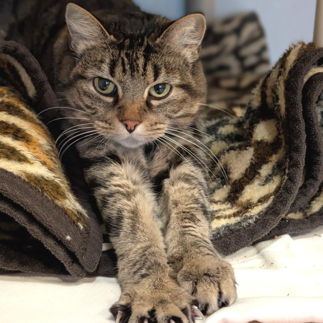 Enlarge Lily, a Adoptable Domestic Short Hair in Saint Charles, MO image 2/6