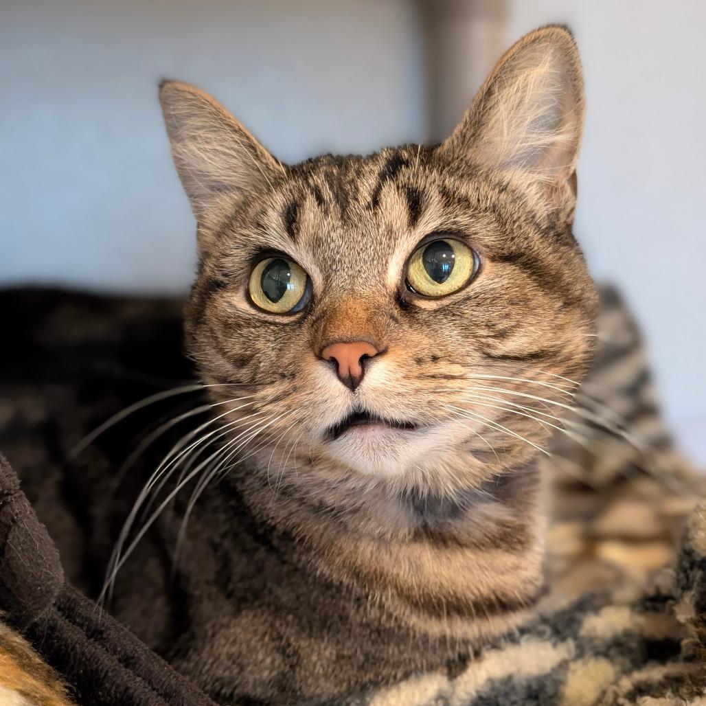 Enlarge Lily, a Adoptable Domestic Short Hair in Saint Charles, MO image 3/6