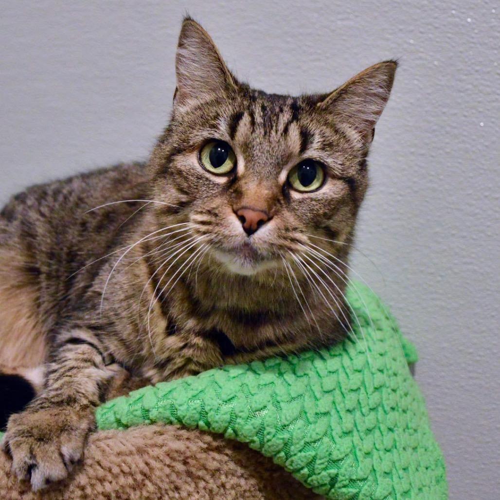 Enlarge Lily, a Adoptable Domestic Short Hair in Saint Charles, MO image 4/6