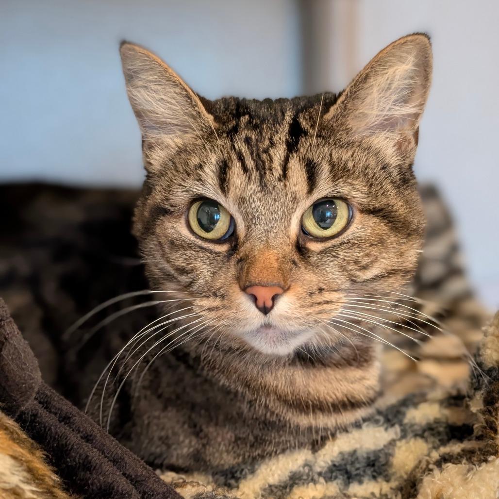 Enlarge Lily, a Adoptable Domestic Short Hair in Saint Charles, MO image 5/6