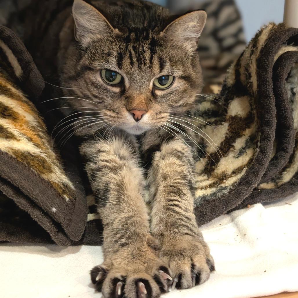 Enlarge Lily, a Adoptable Domestic Short Hair in Saint Charles, MO image 6/6