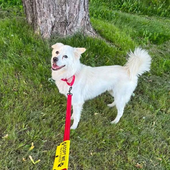 Lovely, ADOPTABLE, Adult Female Mixed Breed.