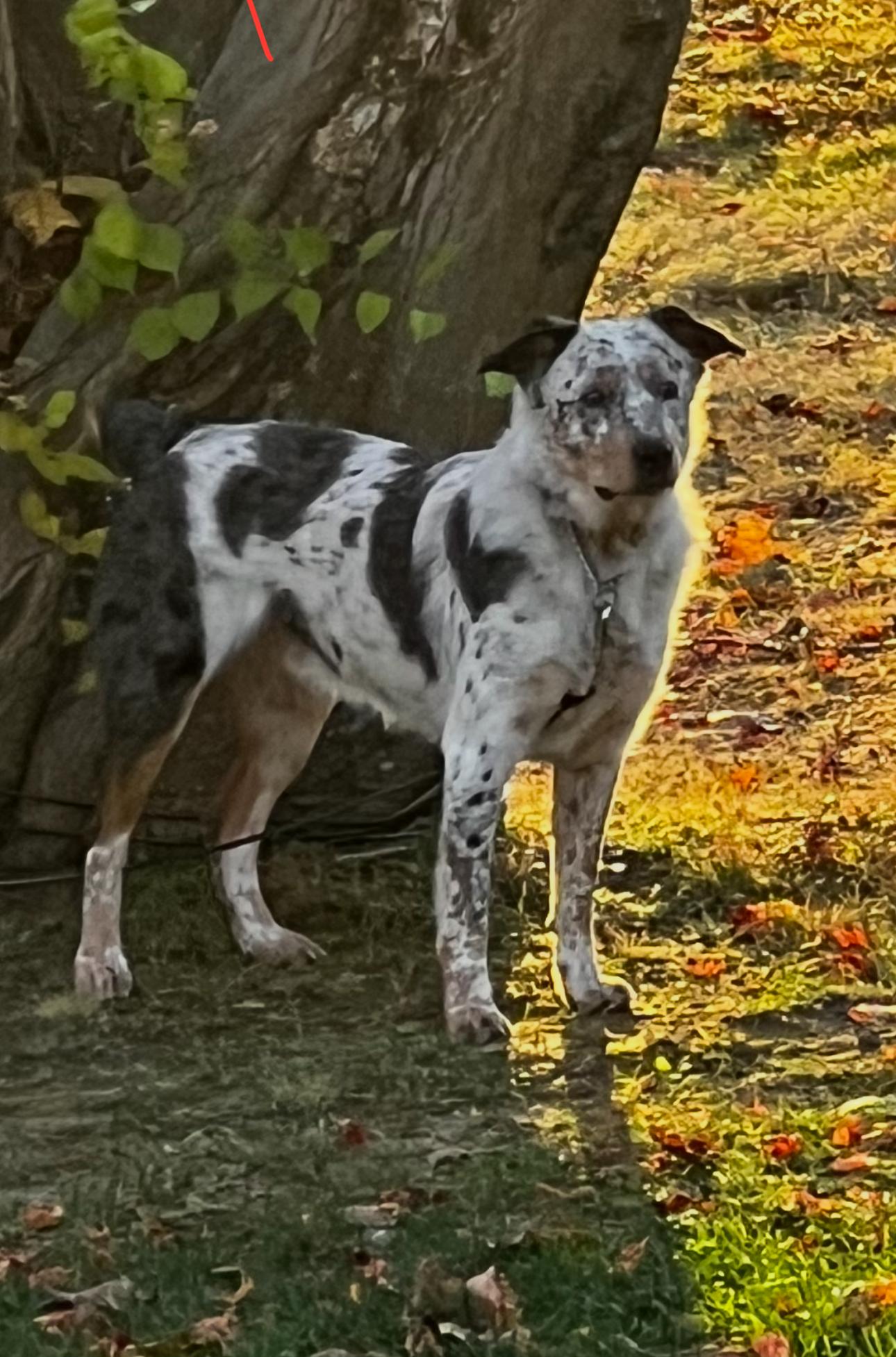 Enlarge Joey, a Adoptable mixed breed in New Rochelle, NY image 5/5