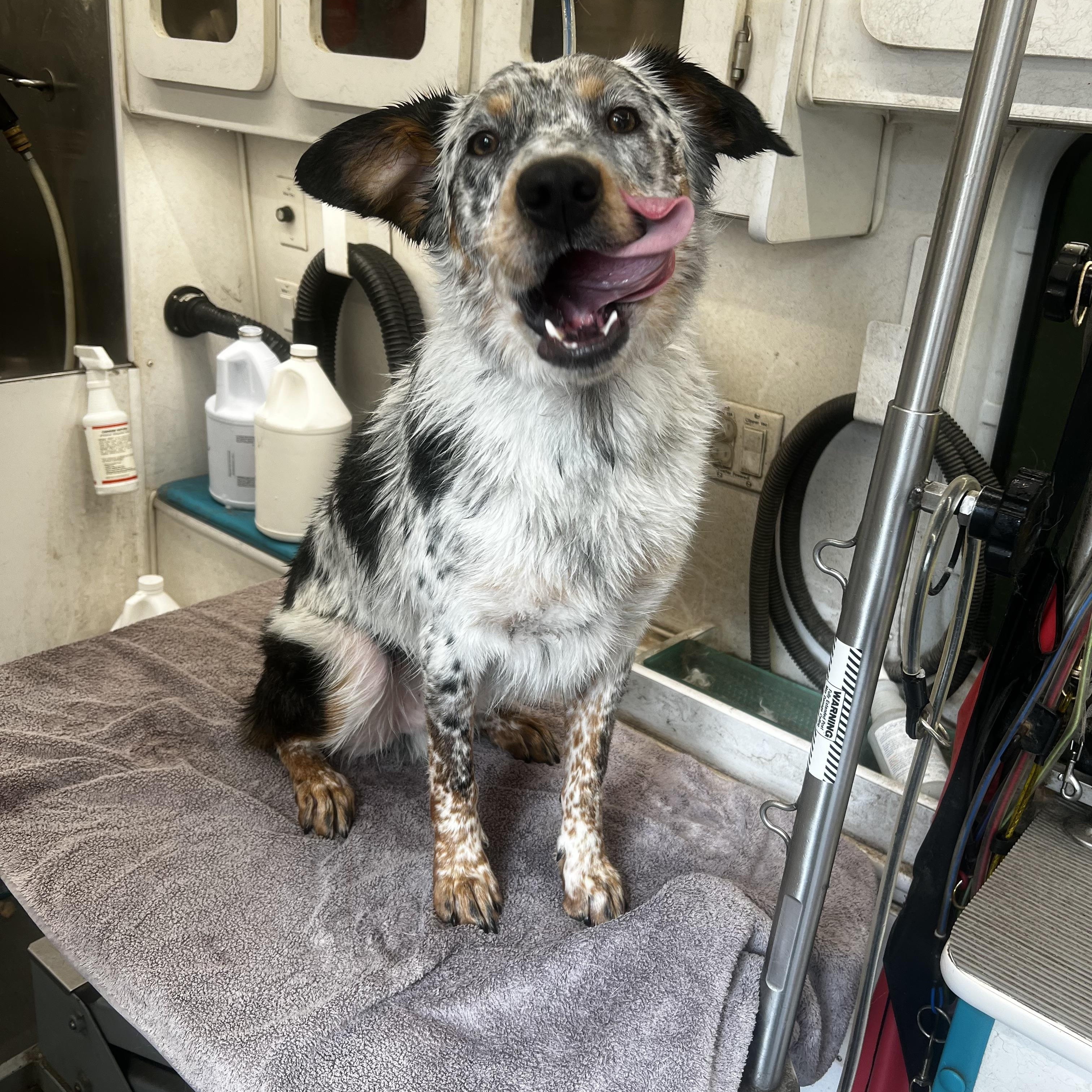 Joey, Adoptable, Adult Male Australian Shepherd.