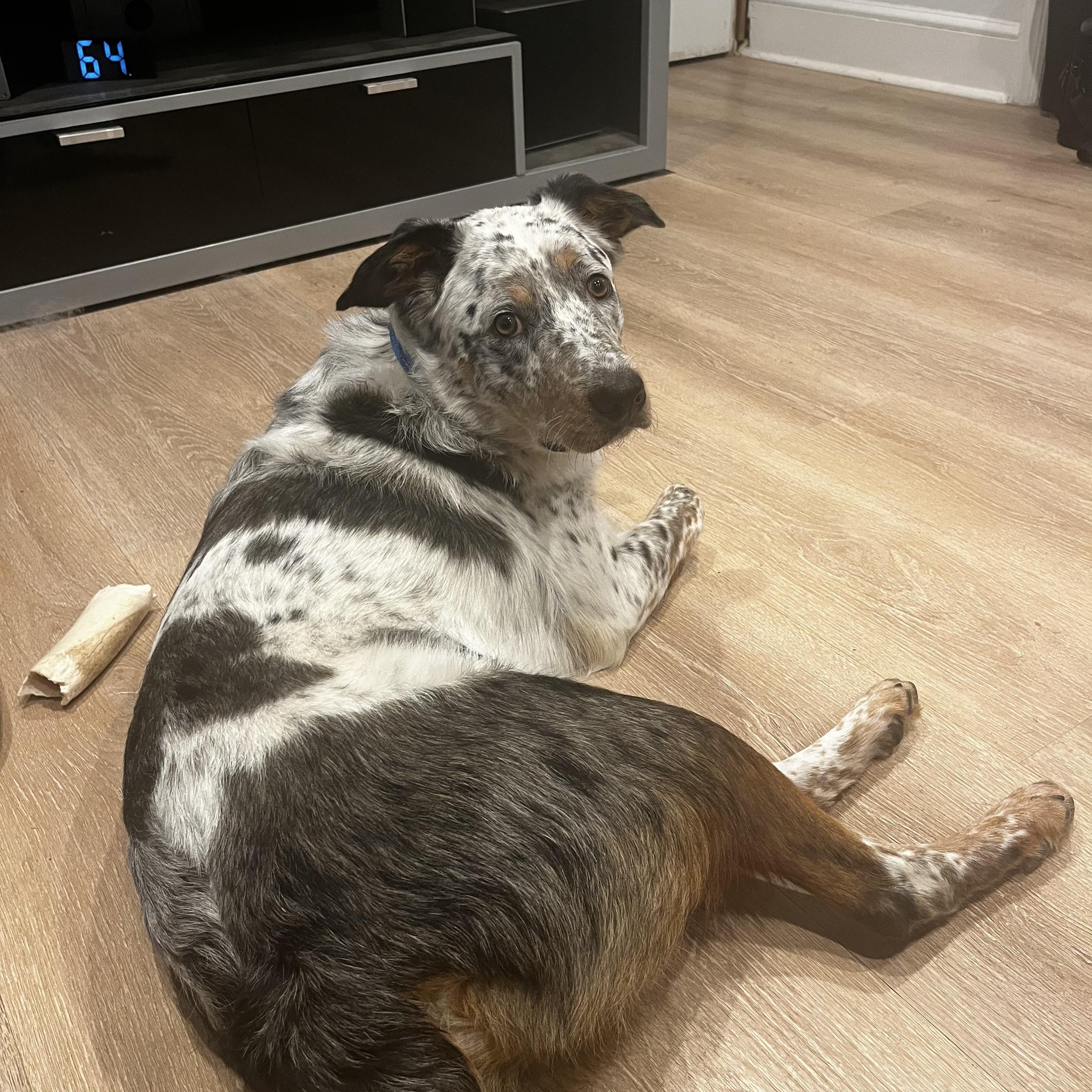 Enlarge Joey, a Adoptable mixed breed in New Rochelle, NY image 3/5