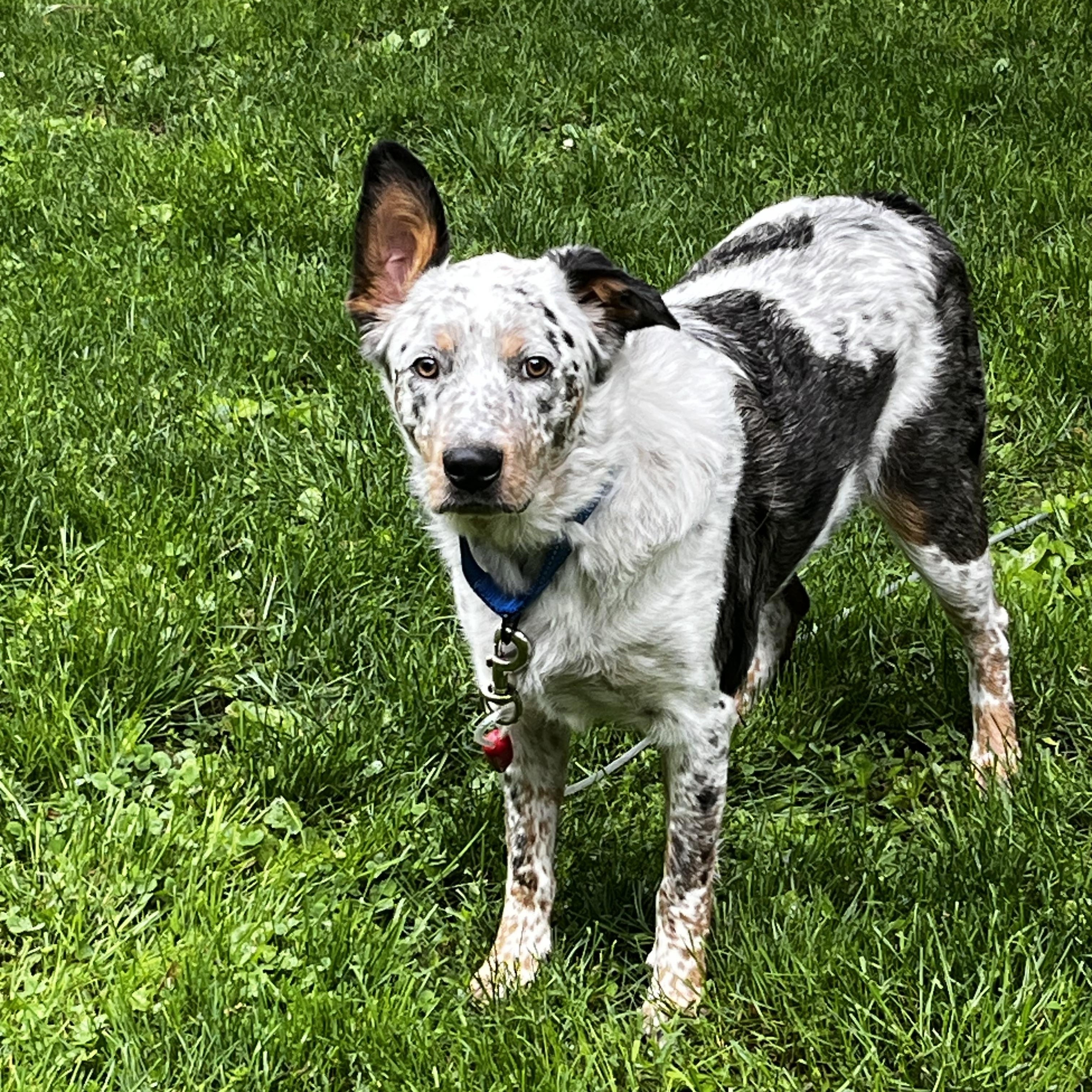 Enlarge Joey, a Adoptable mixed breed in New Rochelle, NY image 2/5