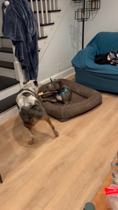 Enlarge Joey, a Adoptable mixed breed in New Rochelle, NY video 4/5