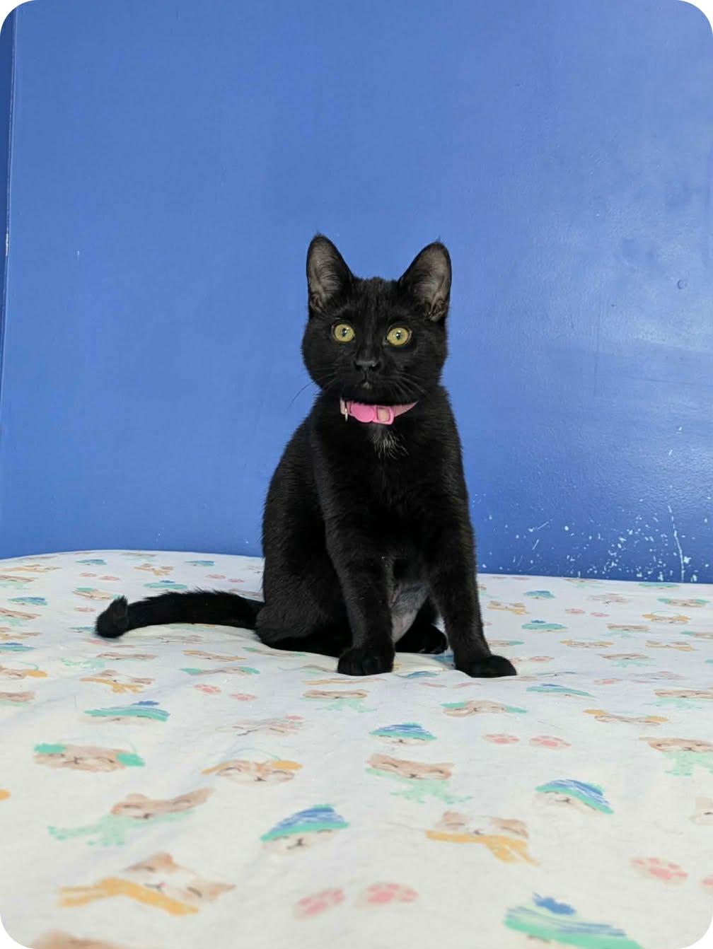 Enlarge katiness, a ADOPTABLE Domestic Short Hair in Stratford, ON image 1/5