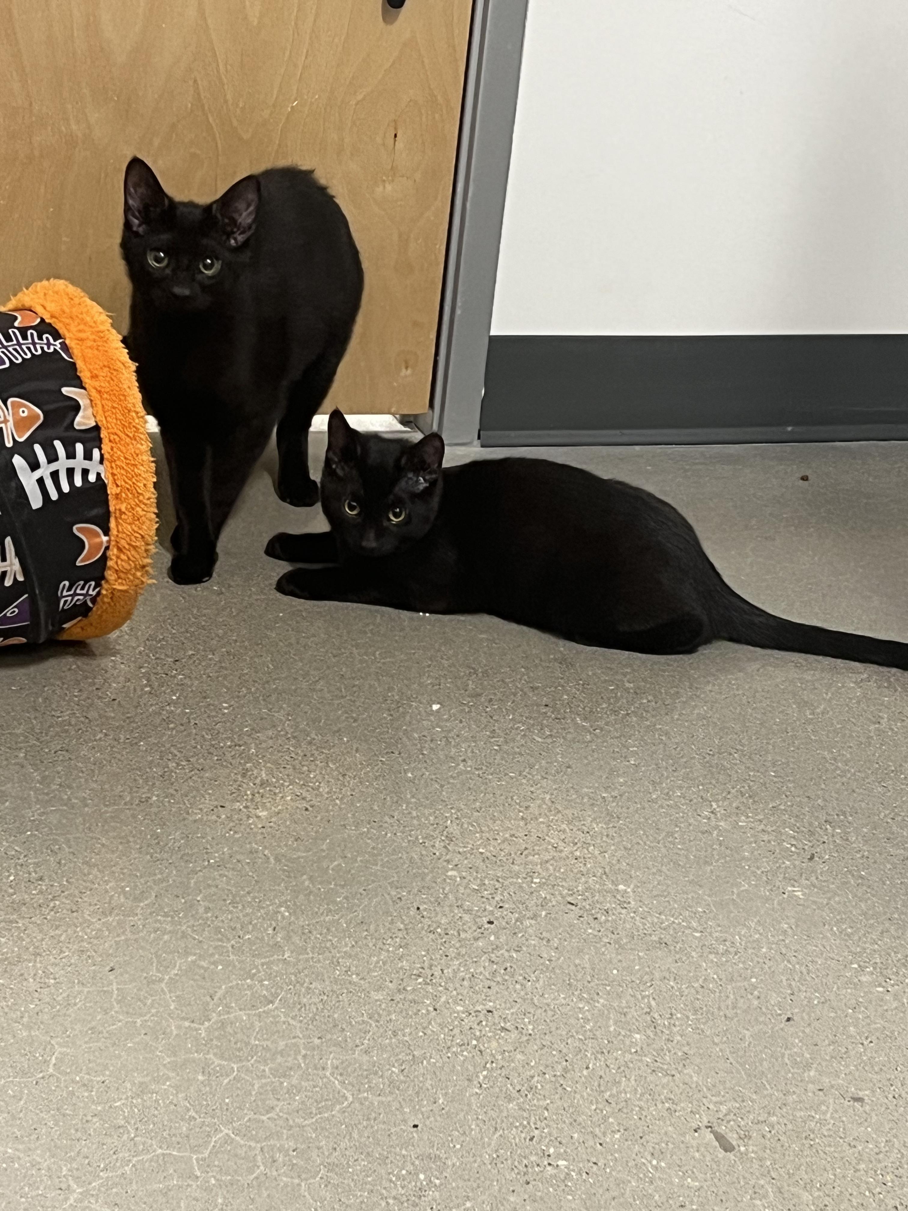 Enlarge katiness, a ADOPTABLE Domestic Short Hair in Stratford, ON image 2/5