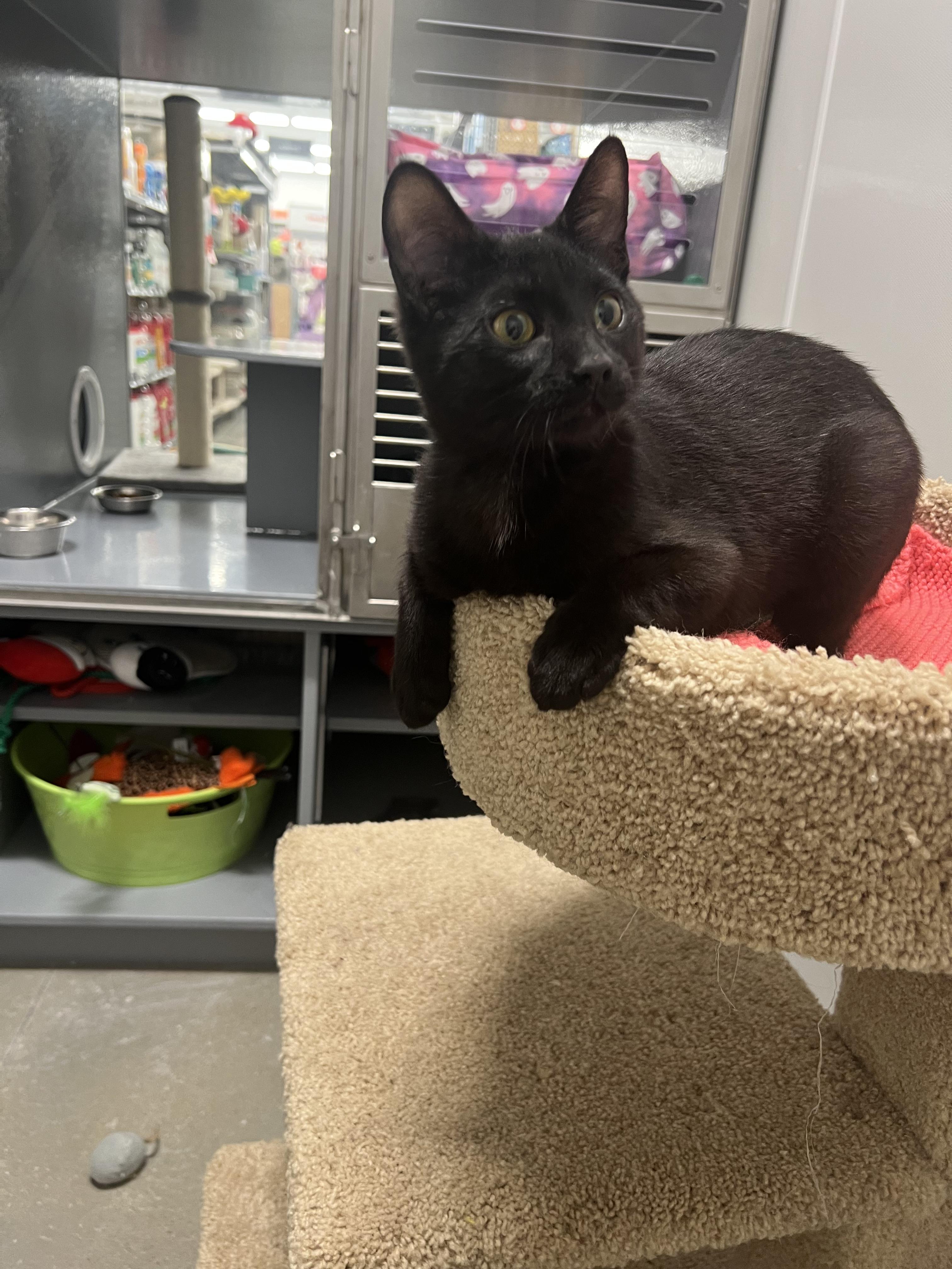 Enlarge katiness, a ADOPTABLE Domestic Short Hair in Stratford, ON image 3/5