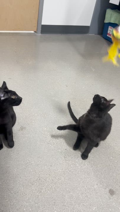 Enlarge katiness, a ADOPTABLE Domestic Short Hair in Stratford, ON video 4/5