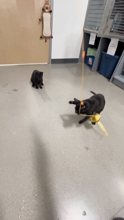 Enlarge katiness, a ADOPTABLE Domestic Short Hair in Stratford, ON video 5/5