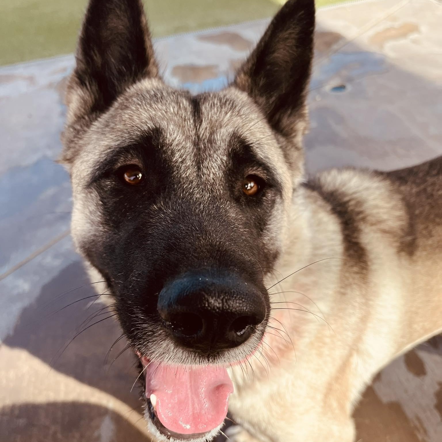 Enlarge Jewel, a ADOPTABLE Akita in Queen Creek, AZ image 5/6