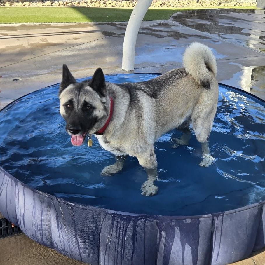 Enlarge Jewel, a ADOPTABLE Akita in Queen Creek, AZ image 1/6