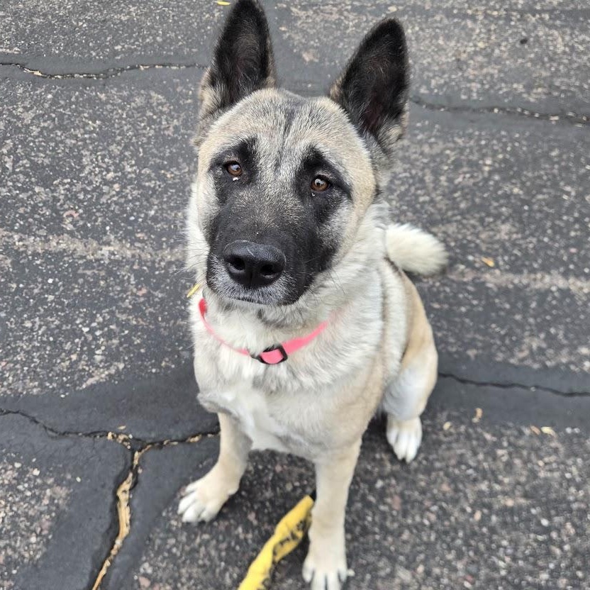 Enlarge Jewel, a ADOPTABLE Akita in Queen Creek, AZ image 6/6