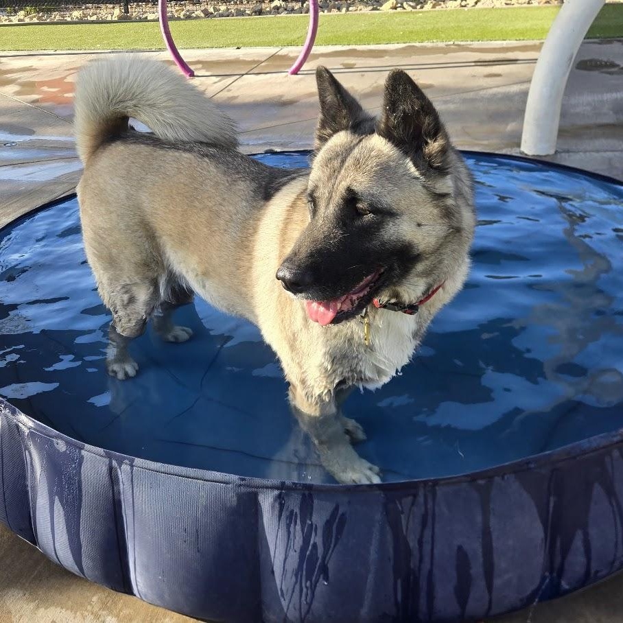 Enlarge Jewel, a ADOPTABLE Akita in Queen Creek, AZ image 2/6