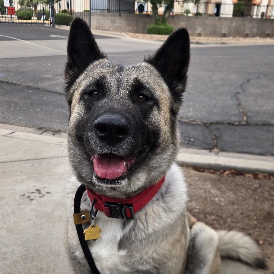 Enlarge Jewel, a ADOPTABLE Akita in Queen Creek, AZ image 4/6