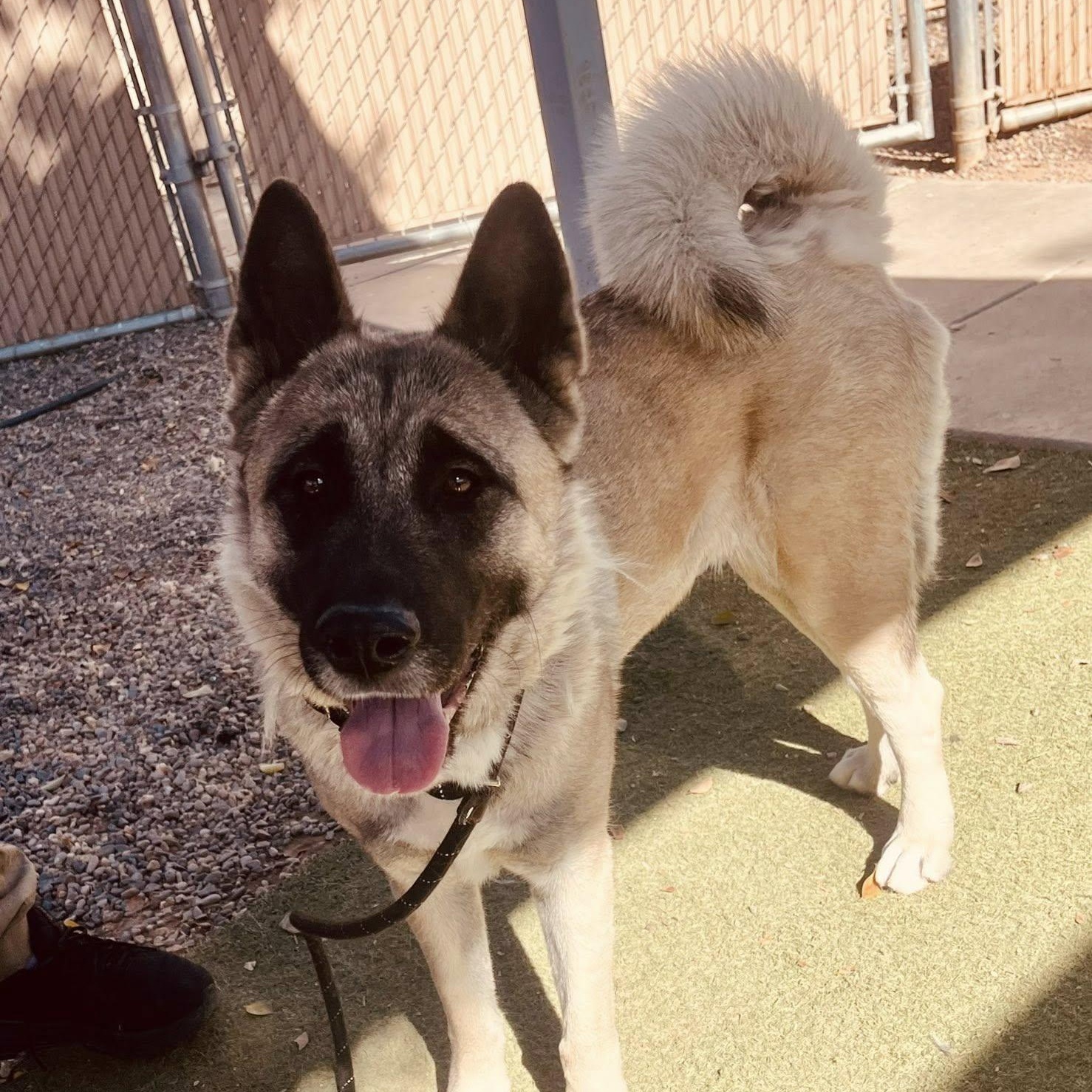 Enlarge Jewel, a ADOPTABLE Akita in Queen Creek, AZ image 4/6