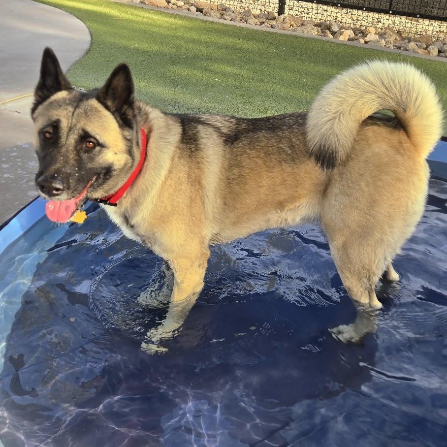 Enlarge Jewel, a ADOPTABLE Akita in Queen Creek, AZ image 6/6