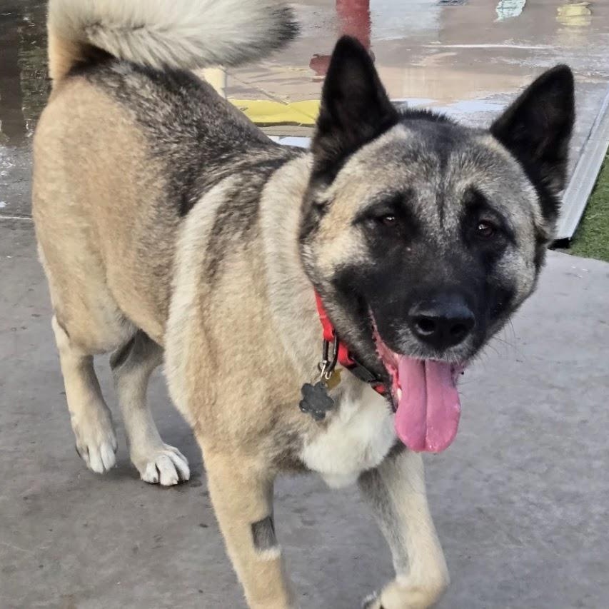 Jewel, ADOPTABLE, Young Female Akita.