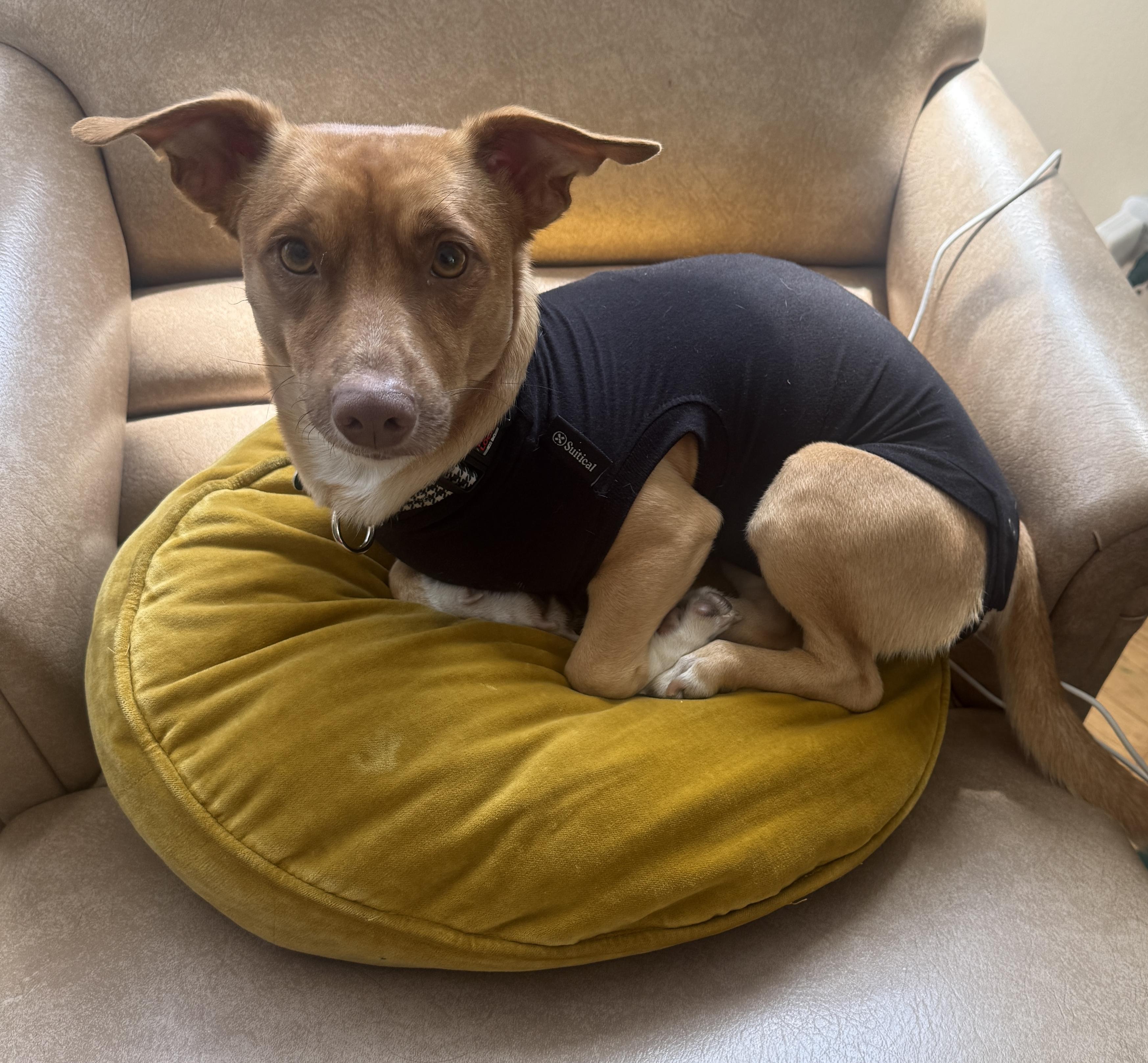 Enlarge Odi, a Adopted mixed breed in Los Angeles, CA image 4/6