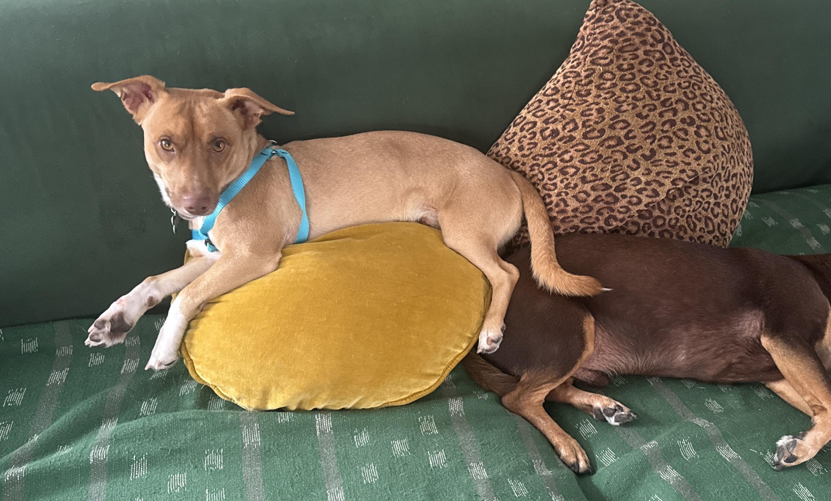 Enlarge Odi, a Adopted mixed breed in Los Angeles, CA image 3/6