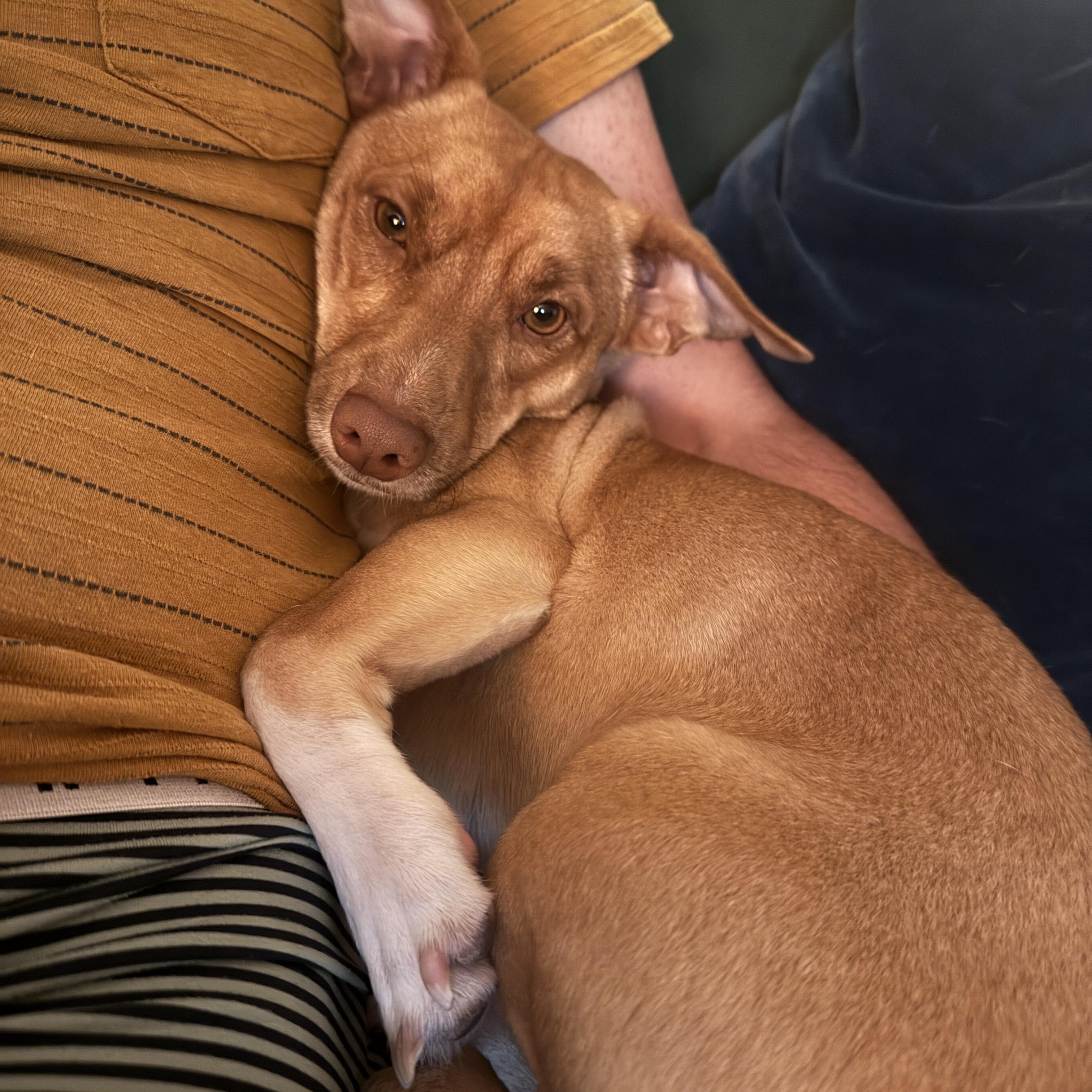 Enlarge Odi, a Adopted mixed breed in Los Angeles, CA image 5/6