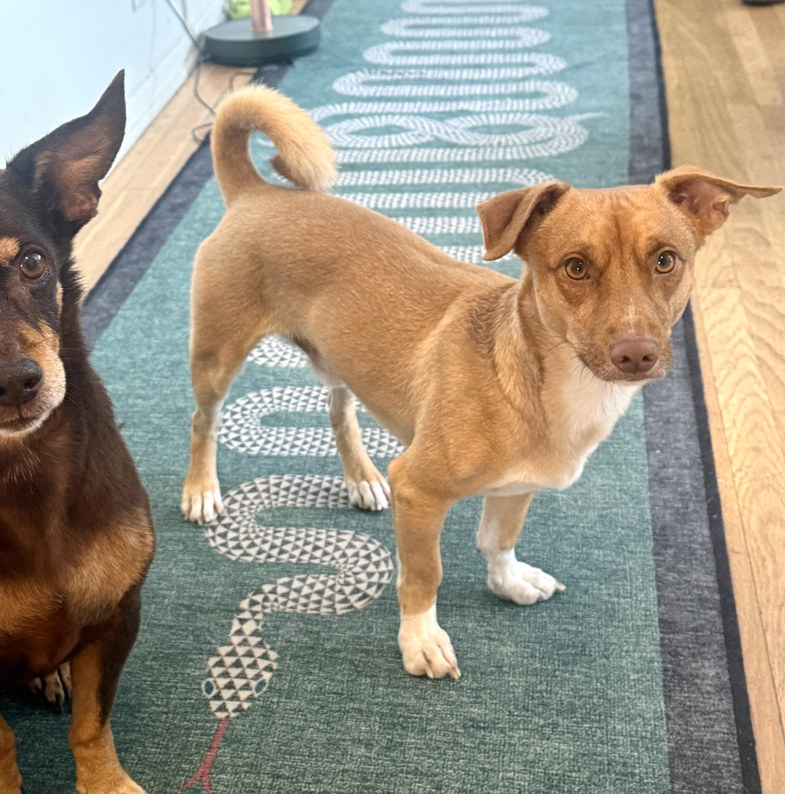 Odi, Adopted, Young Male Dachshund.