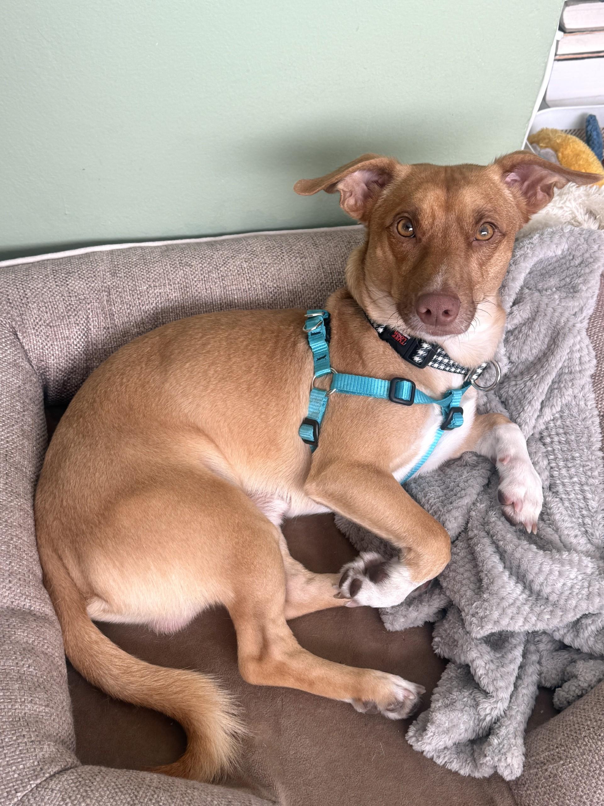 Enlarge Odi, a Adopted mixed breed in Los Angeles, CA image 2/6