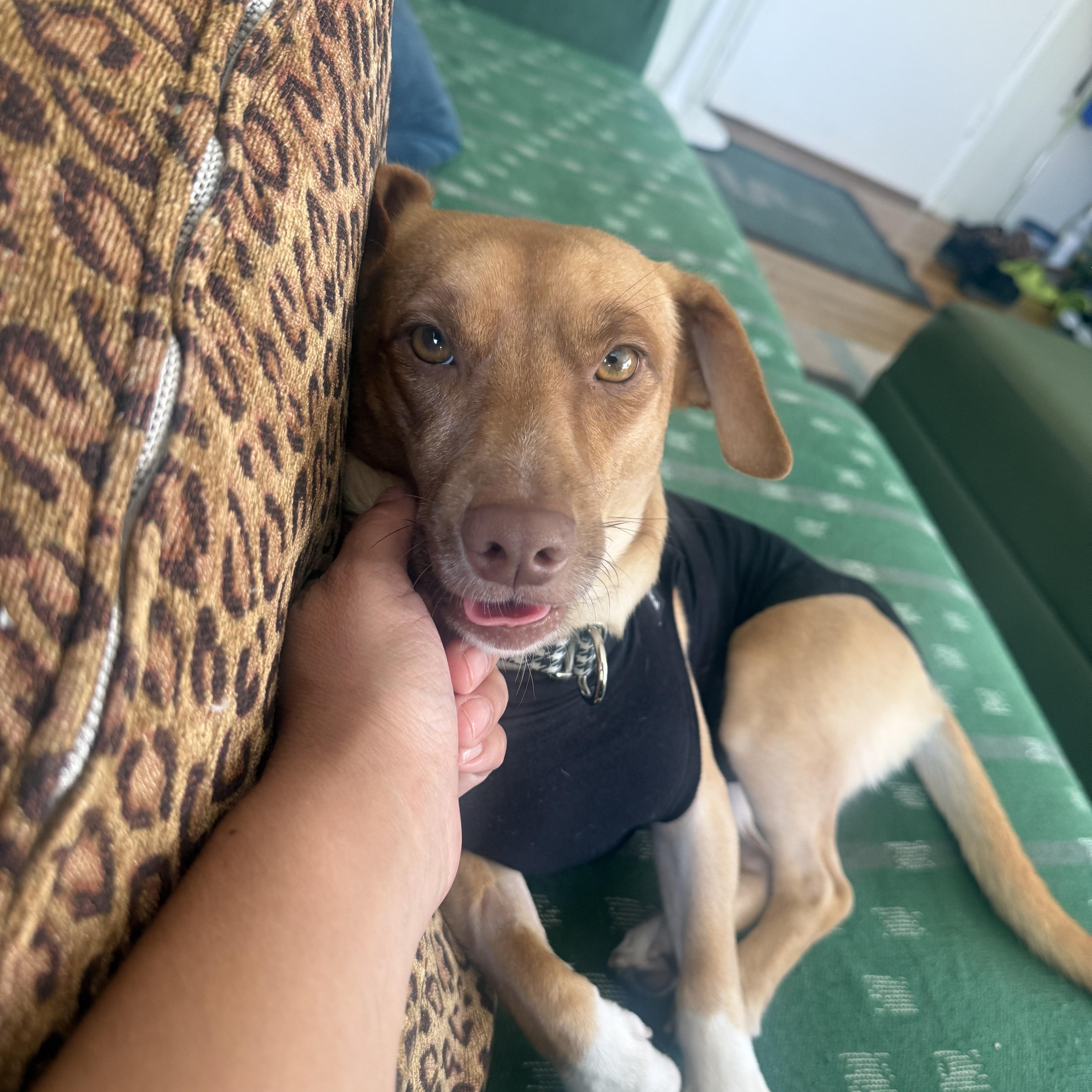Enlarge Odi, a Adopted mixed breed in Los Angeles, CA image 6/6