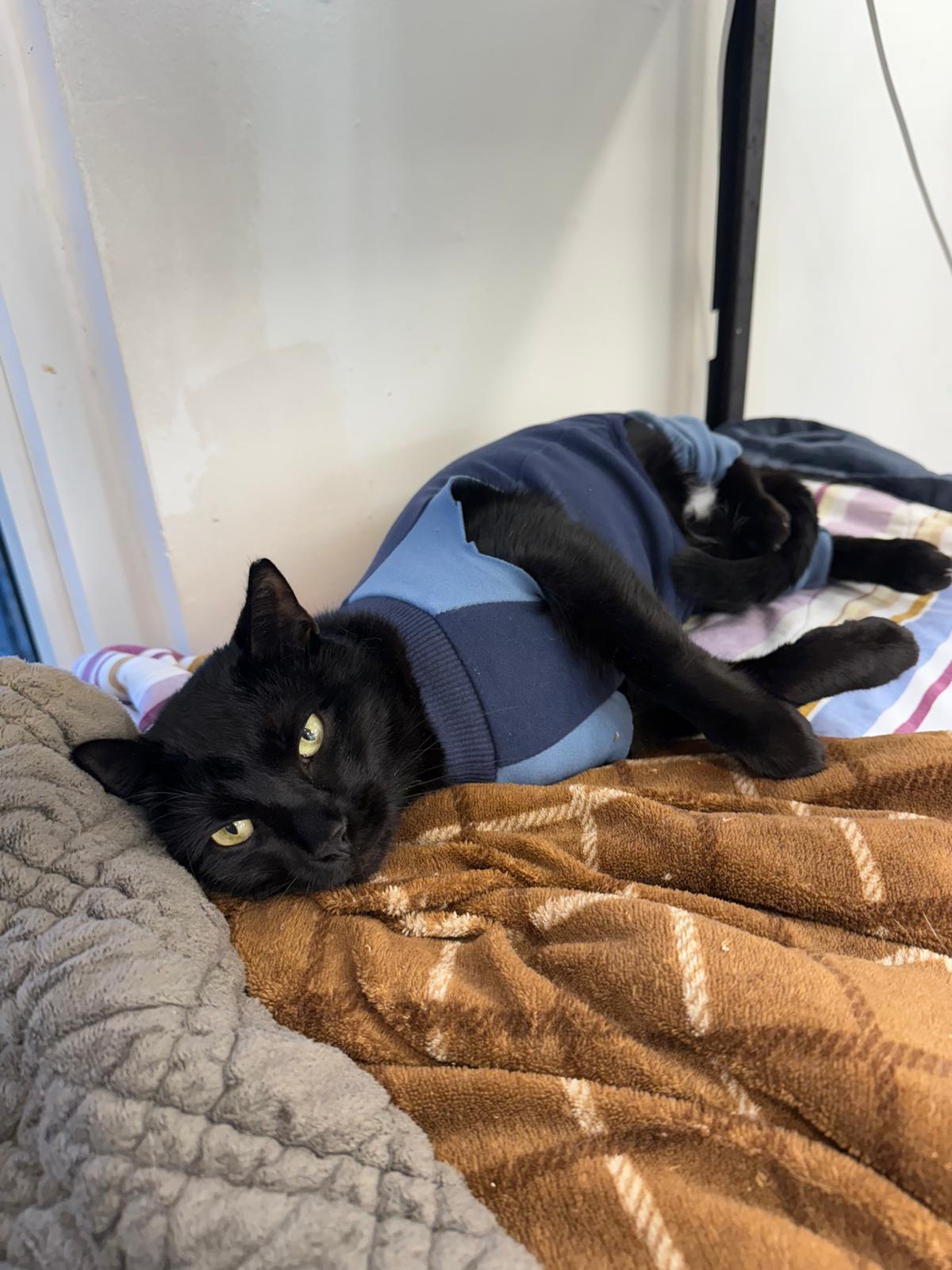 Baloo, Adoptable, Young Male Domestic Short Hair.