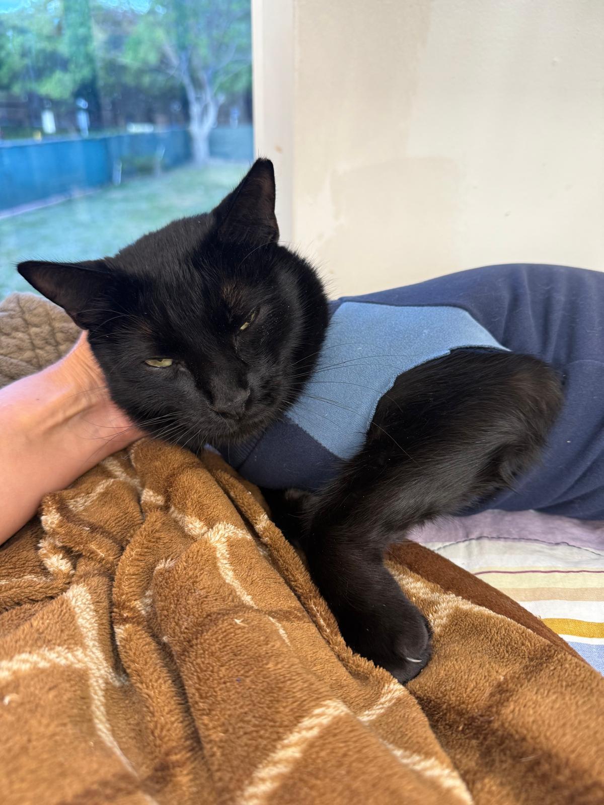 Enlarge Baloo, a Adoptable Domestic Short Hair in Miami Beach, FL image 3/5