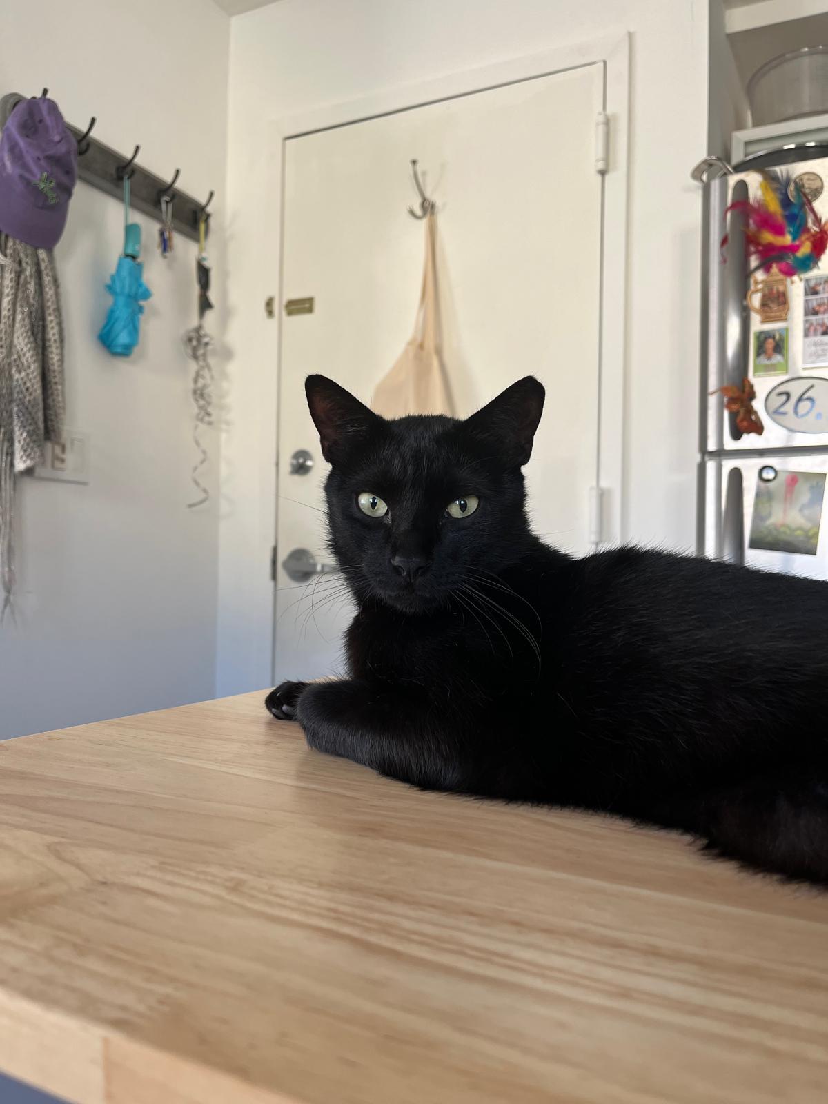 Enlarge Baloo, a Adoptable Domestic Short Hair in Miami Beach, FL image 5/5