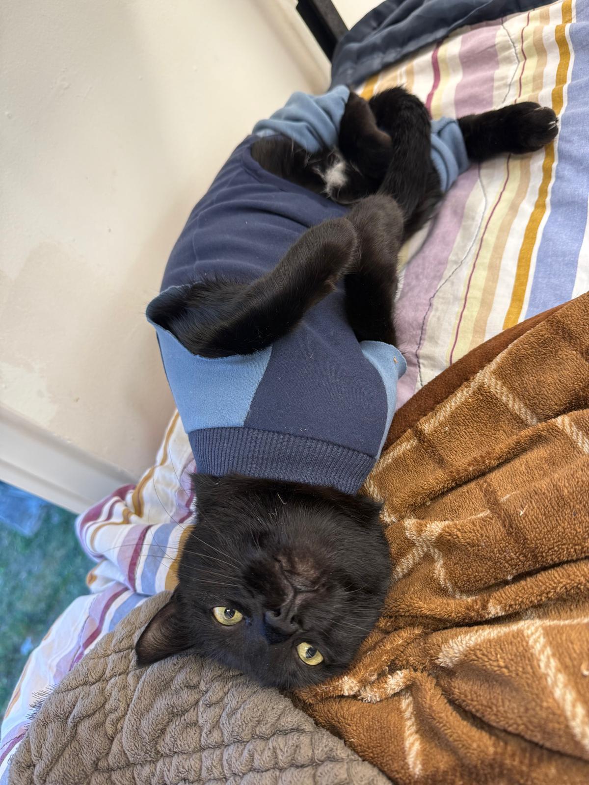 Enlarge Baloo, a Adoptable Domestic Short Hair in Miami Beach, FL image 4/5