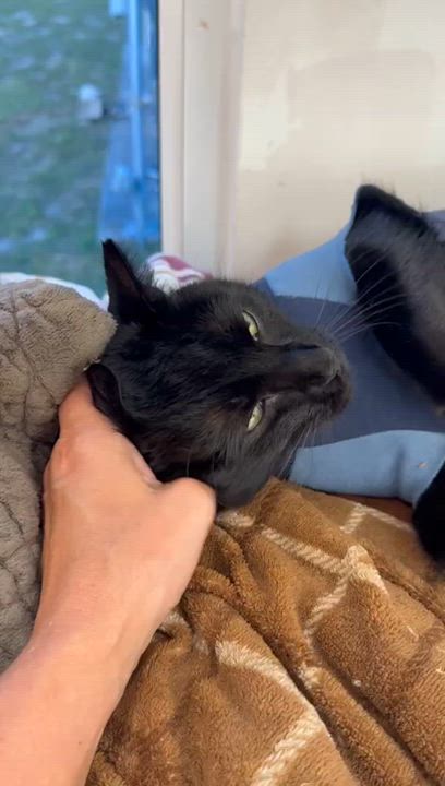 Enlarge Baloo, a Adoptable Domestic Short Hair in Miami Beach, FL video 2/5