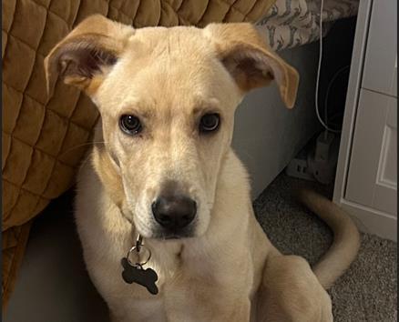 Enlarge CREWE, a Adoptable mixed breed in Palo Alto, CA image 1/1