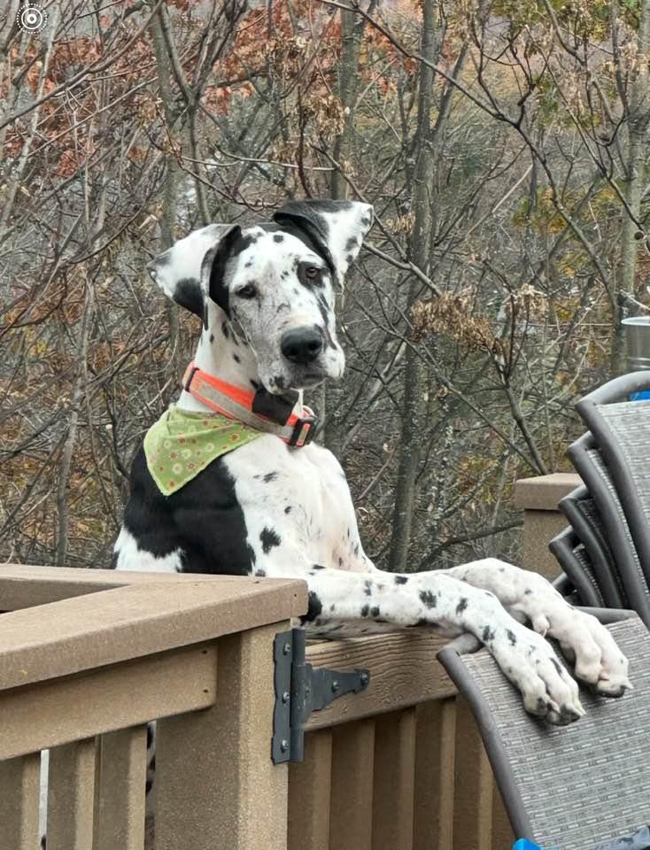 Enlarge Manning, a Adopted Great Dane in Lewistown, PA image 1/2