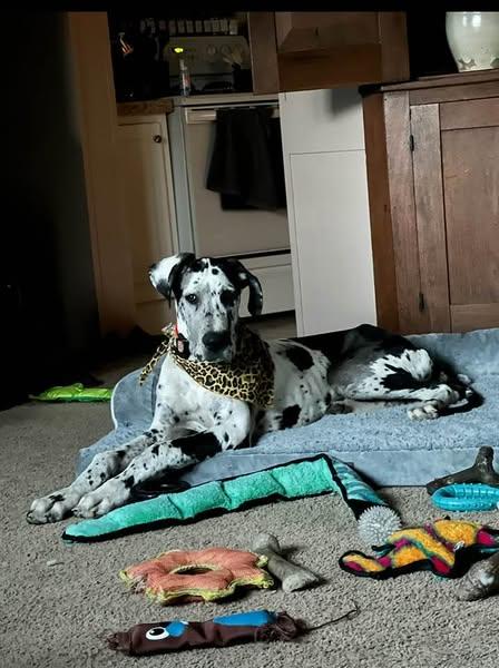 Enlarge Manning, a Adopted Great Dane in Lewistown, PA image 2/2