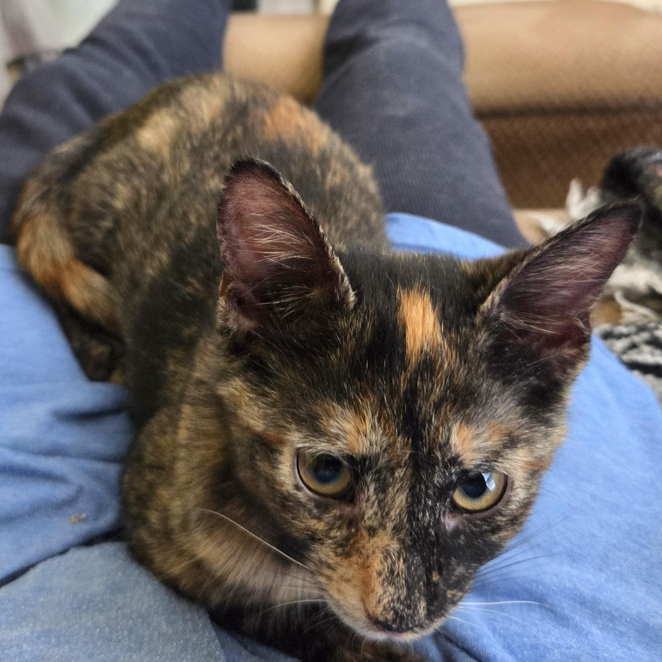 Pixie, a ADOPTABLE mixed breed in Smithfield, NC image 2/5