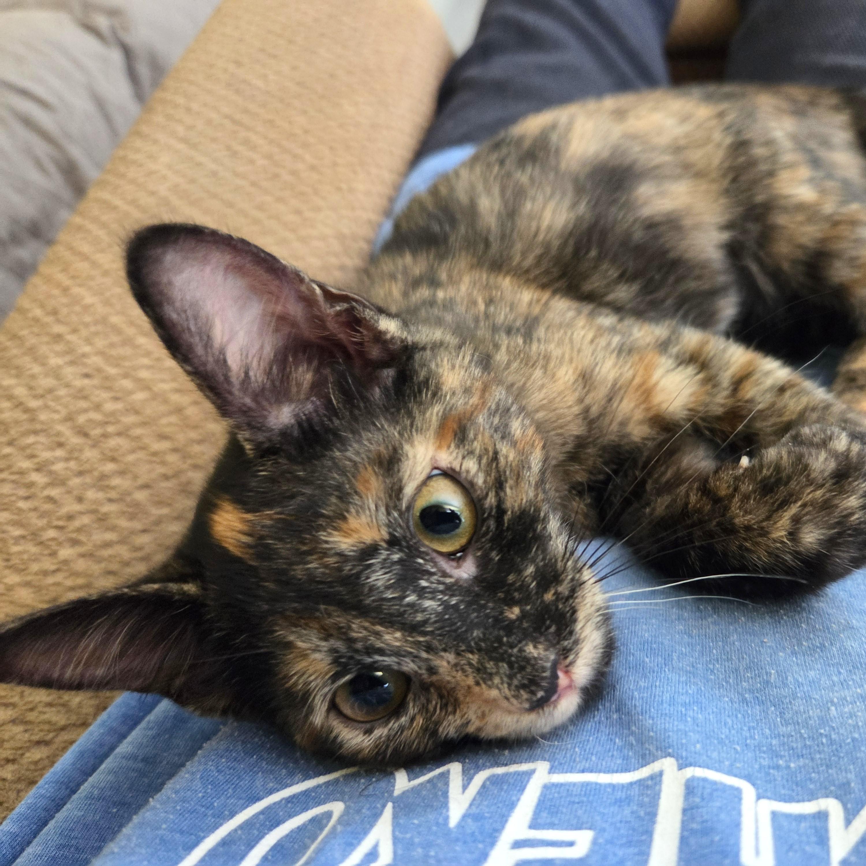 Pixie, a ADOPTABLE mixed breed in Smithfield, NC image 5/5
