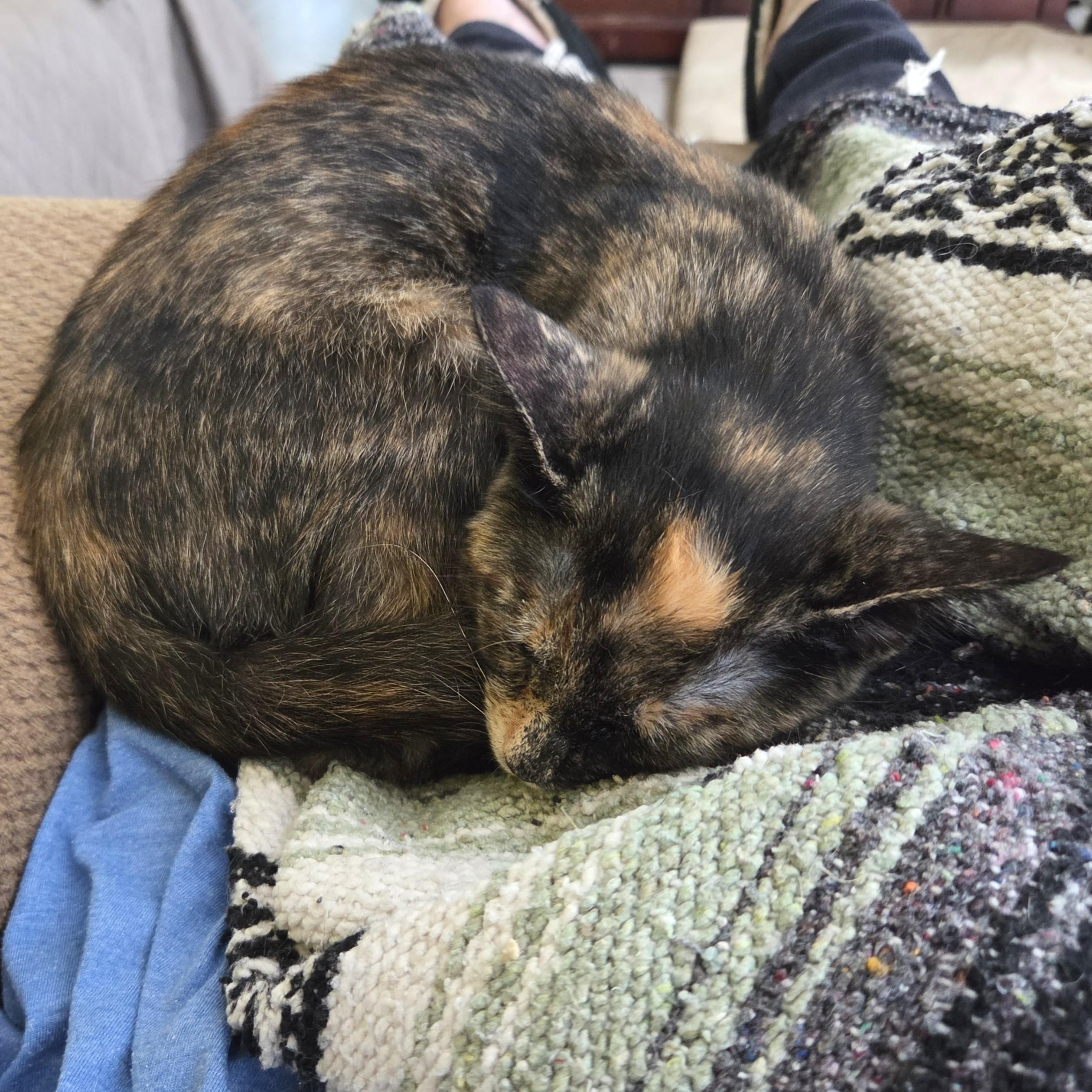 Pixie, a ADOPTABLE mixed breed in Smithfield, NC image 4/5