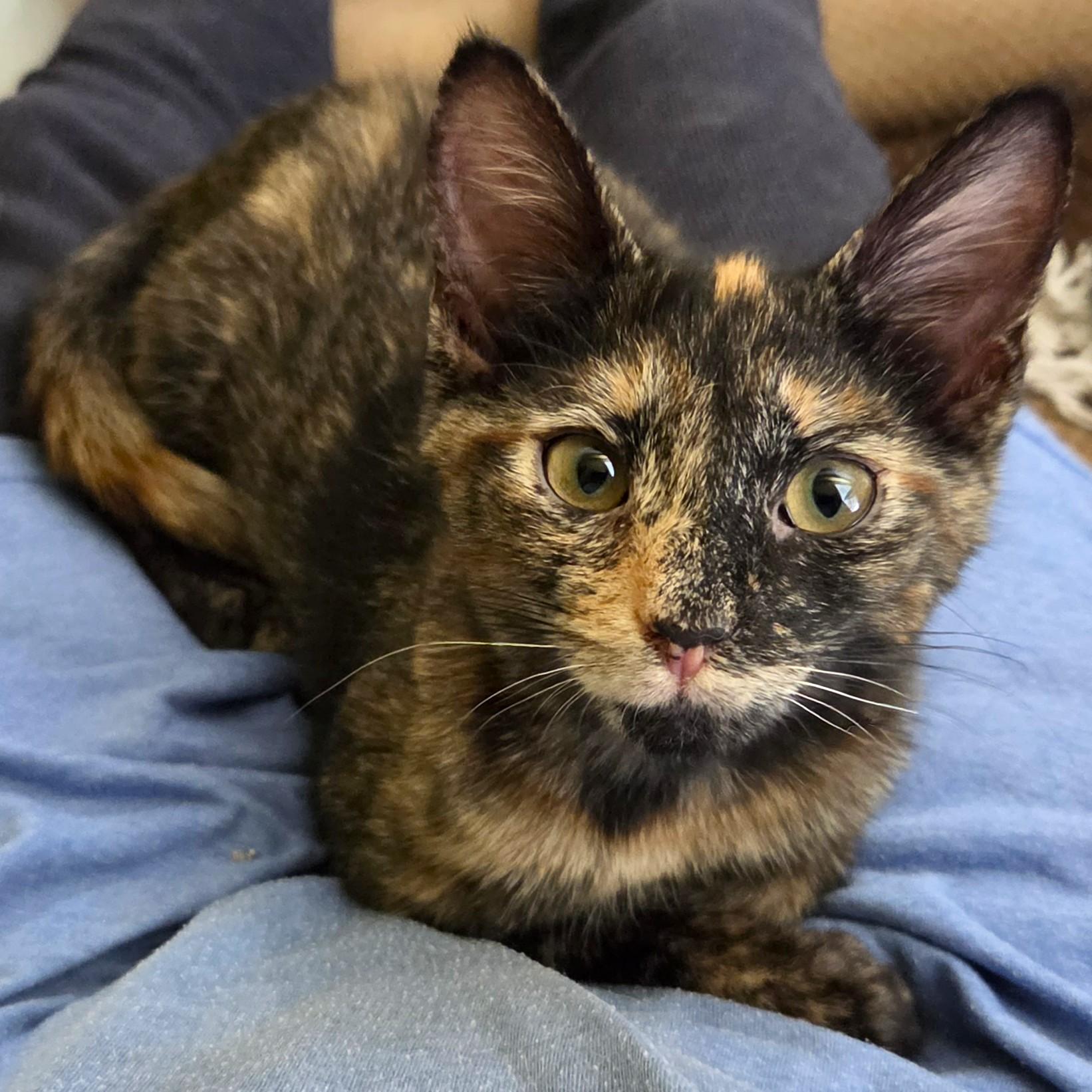 Pixie, ADOPTABLE, Kitten Female Calico & Domestic Short Hair.