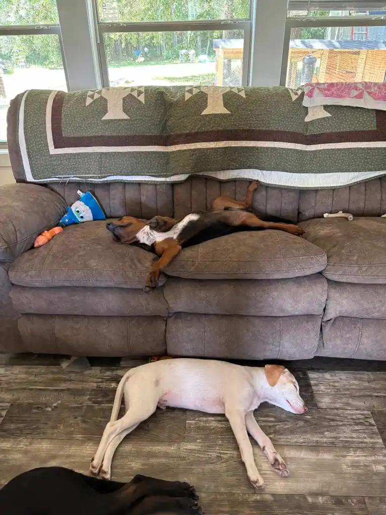 Enlarge Coco and Yeller, a Adoptable mixed breed in Waldorf, MD image 1/4