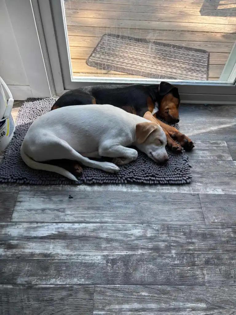 Coco and Yeller, Adoptable, Young Male Beagle & Hound.