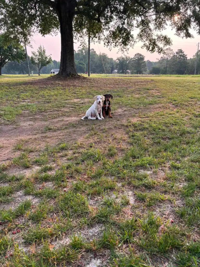 Enlarge Coco and Yeller, a Adoptable mixed breed in Waldorf, MD image 4/4